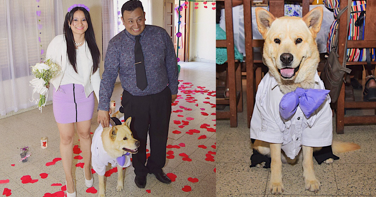 Pareja Eligi A Su Perrito Como Testigo De Su Boda Y Las Im Genes Se