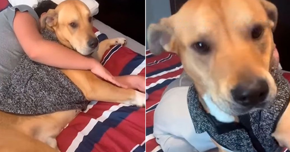 Perro Defiende A Su Due O De Los Ataques De Su Hermana Con Un Mordisco