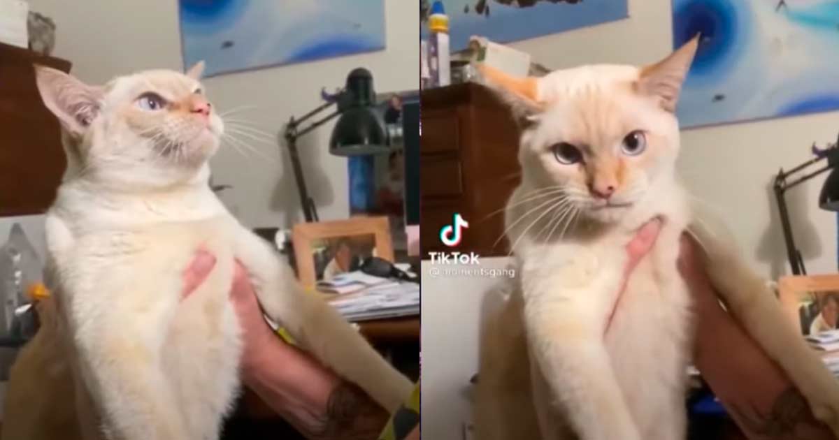 Gato Se Vuelve Viral Por Ladrar Y Comportarse Como Un Perro VIDEO