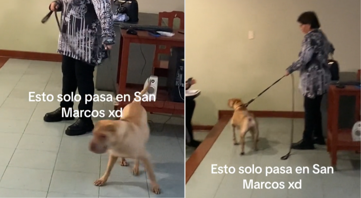 Profesora De San Marcos Llega Al Aula Con Su Perrito Y Sorprende En