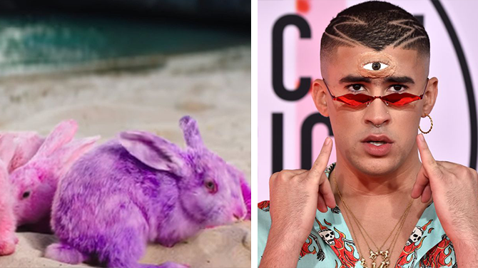 Acusan a Bad Bunny de maltrato animal por pintar conejos para su videoclip