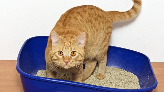 Como Hacer Que Tu Gato Te Ame
