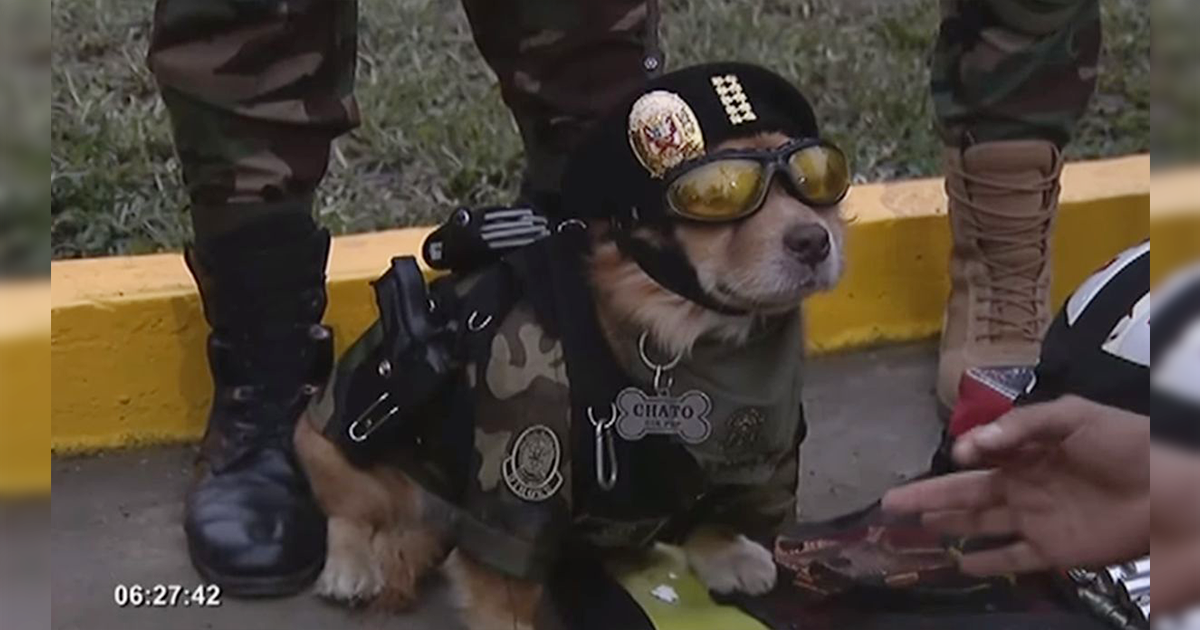 Chato, el perro policía que enamoró a todos en la Parada Militar [VIDEO]