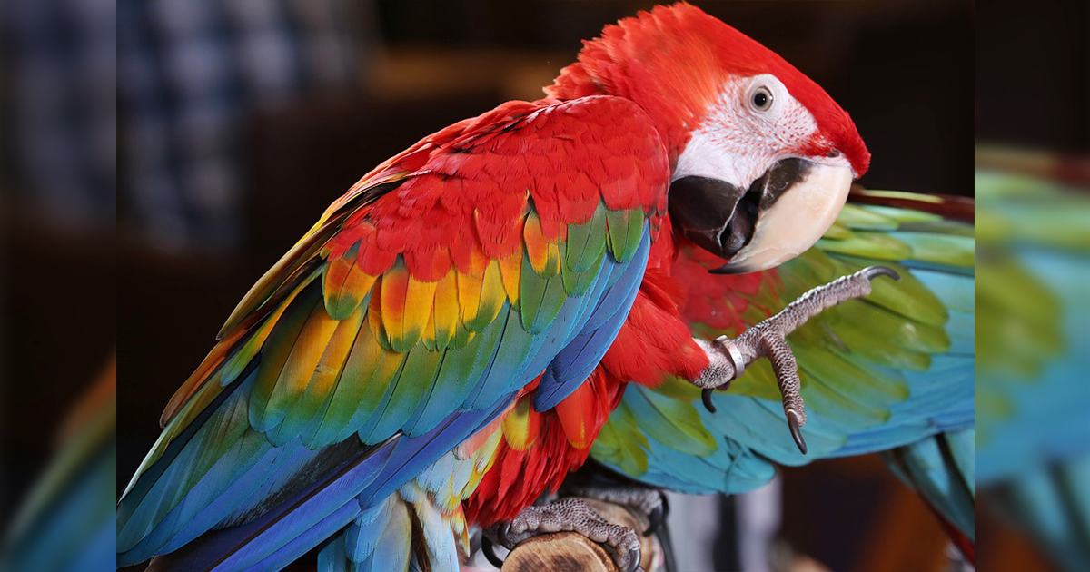 Conoce a las aves más representativas de la Amazonía peruana