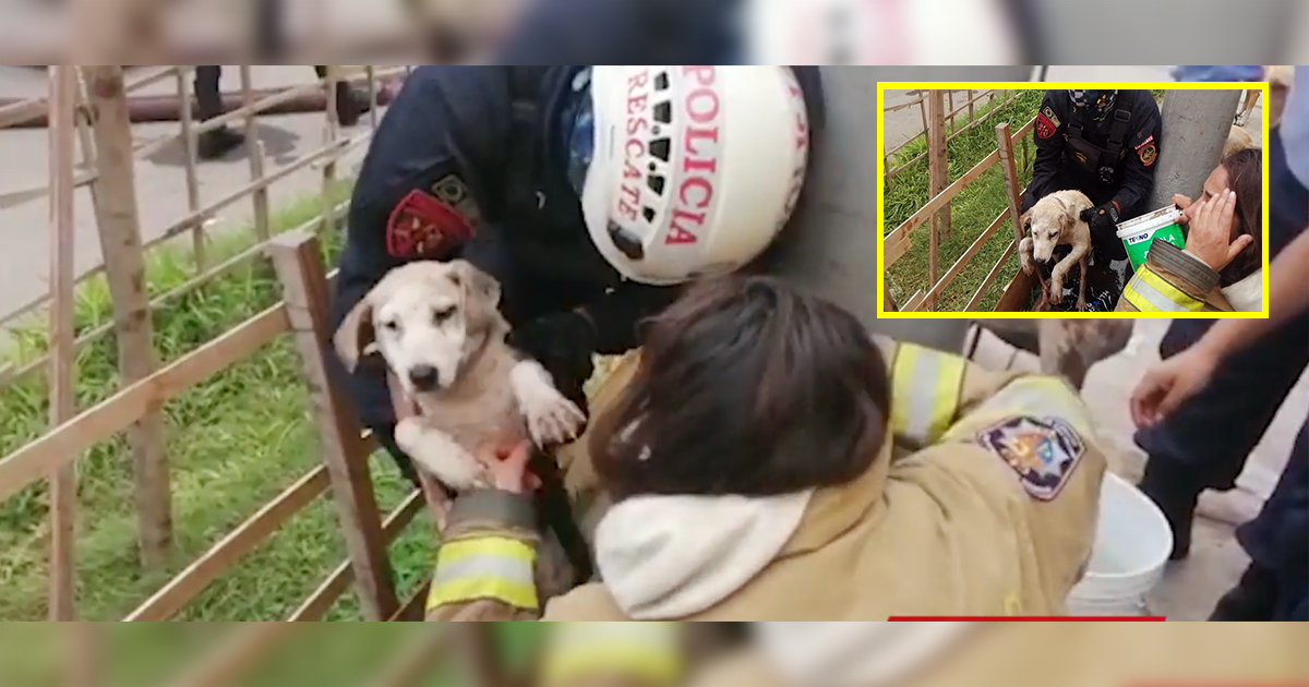 Valientes bomberos rescatan a perritos de voraz incendio en Cercado de ...
