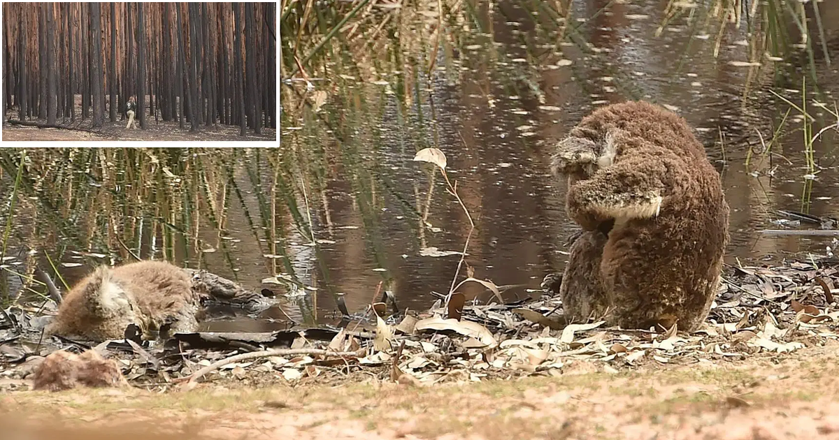 Australia: Rescatan a canguro bebé de la bolsa de su madre moribunda tras  incendios