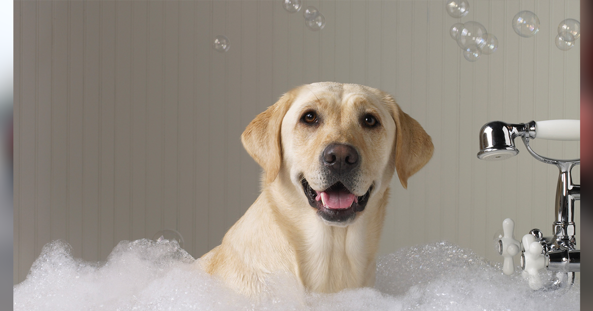 ¿Vas bañar a tu mascota? Sigue estos consejos
