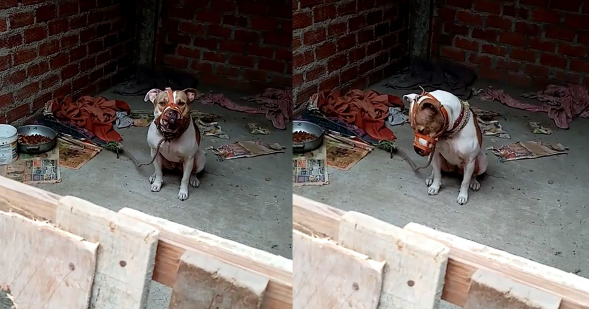 Con Un Bozal El Perro Puede Ladrar