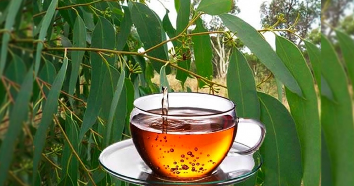 Mate de eucalipto para mantenerte hidratada contra el frío y el