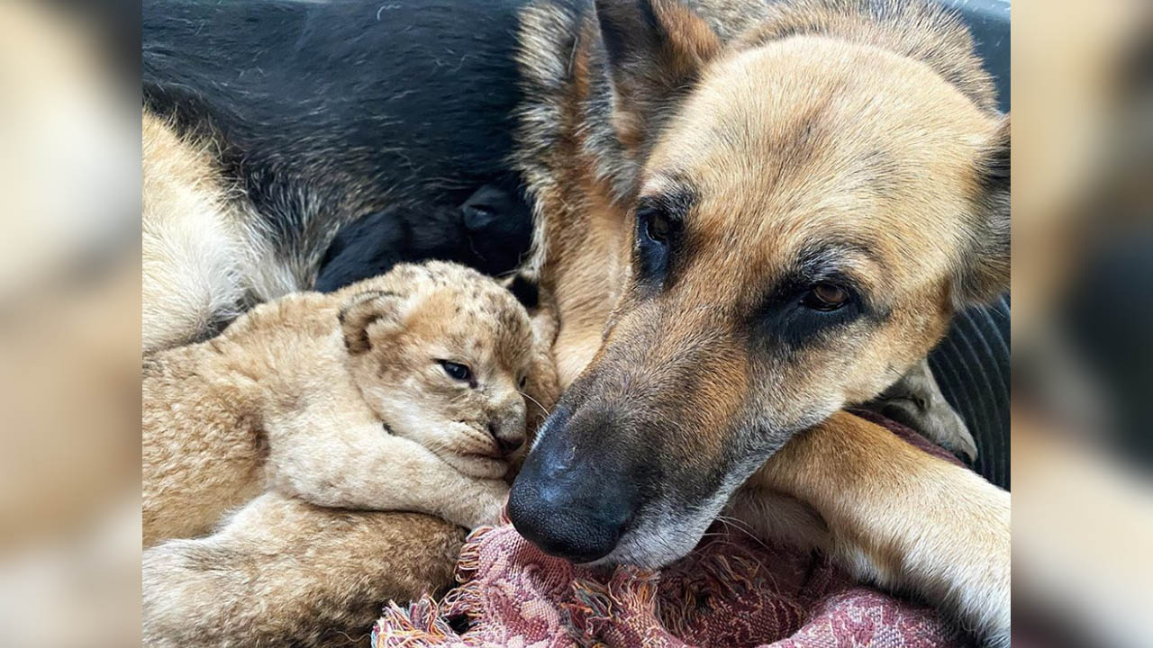 Perra cuida y alimenta a dos leones bebés como si fuera su propia madre