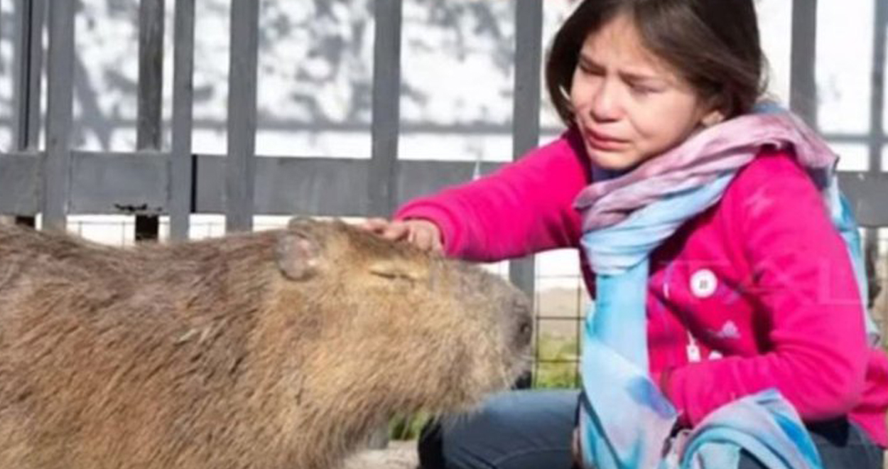 Envenenaron a Pancho, el capibara de una niña de ocho años que luchó por su  libertad