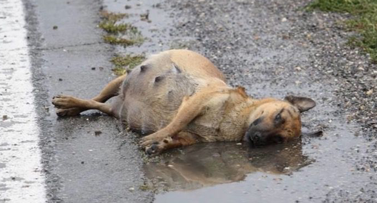 Perrita en estado de embarazo que fue abandonada recibe nueva ...