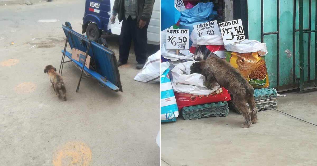 Lima Dueño De Tienda Permite Que Los Perros Callejeros Se Alimenten De