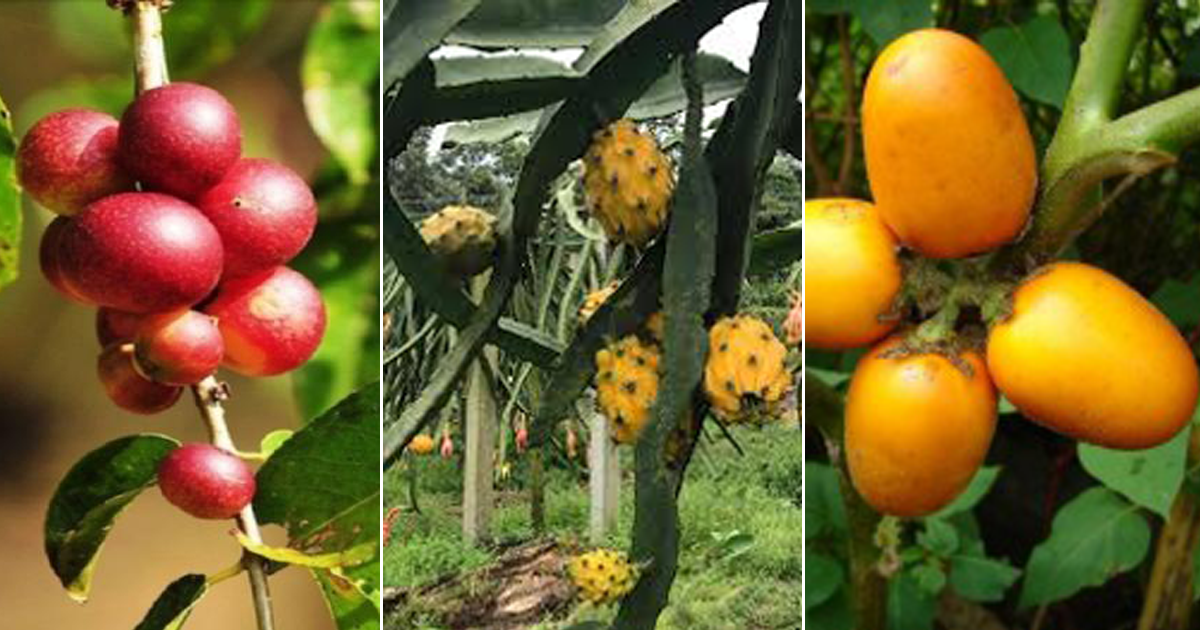 Los Frutos Amazónicos Que Refuerzan El Sistema Inmunológico Y