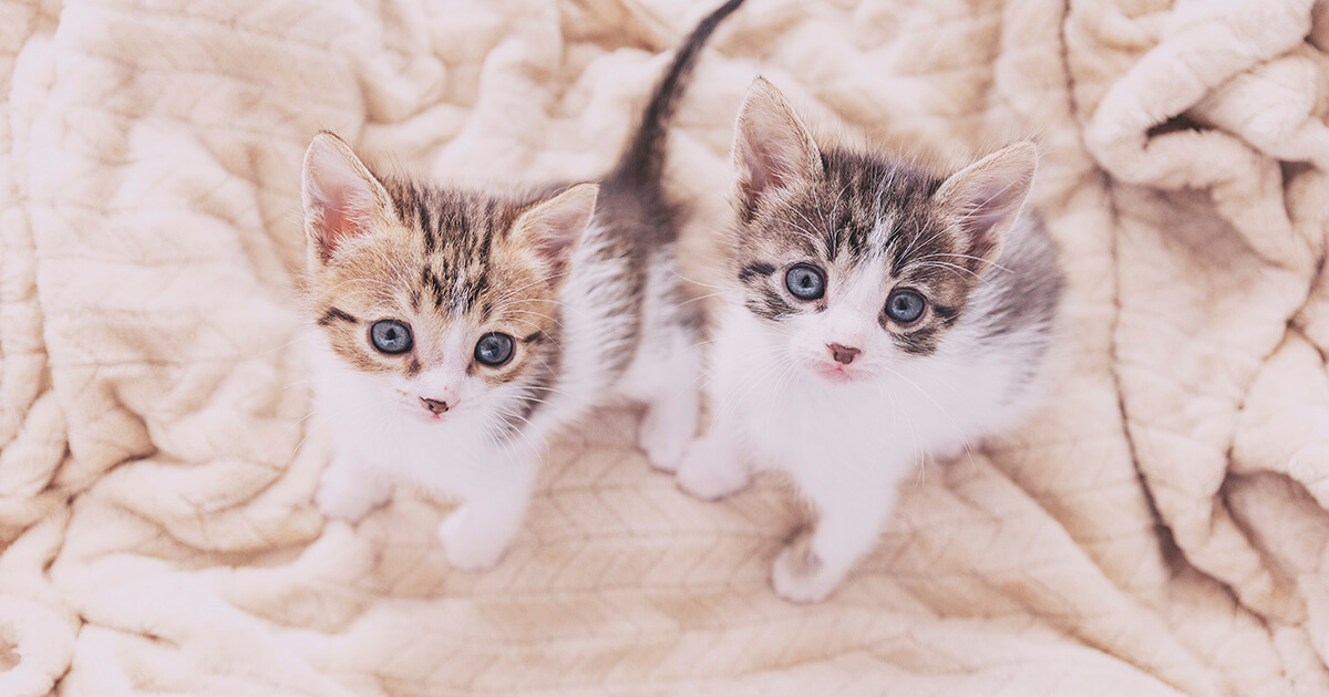 Día del Gato: ¿Cómo prevenir la leucemia felina?