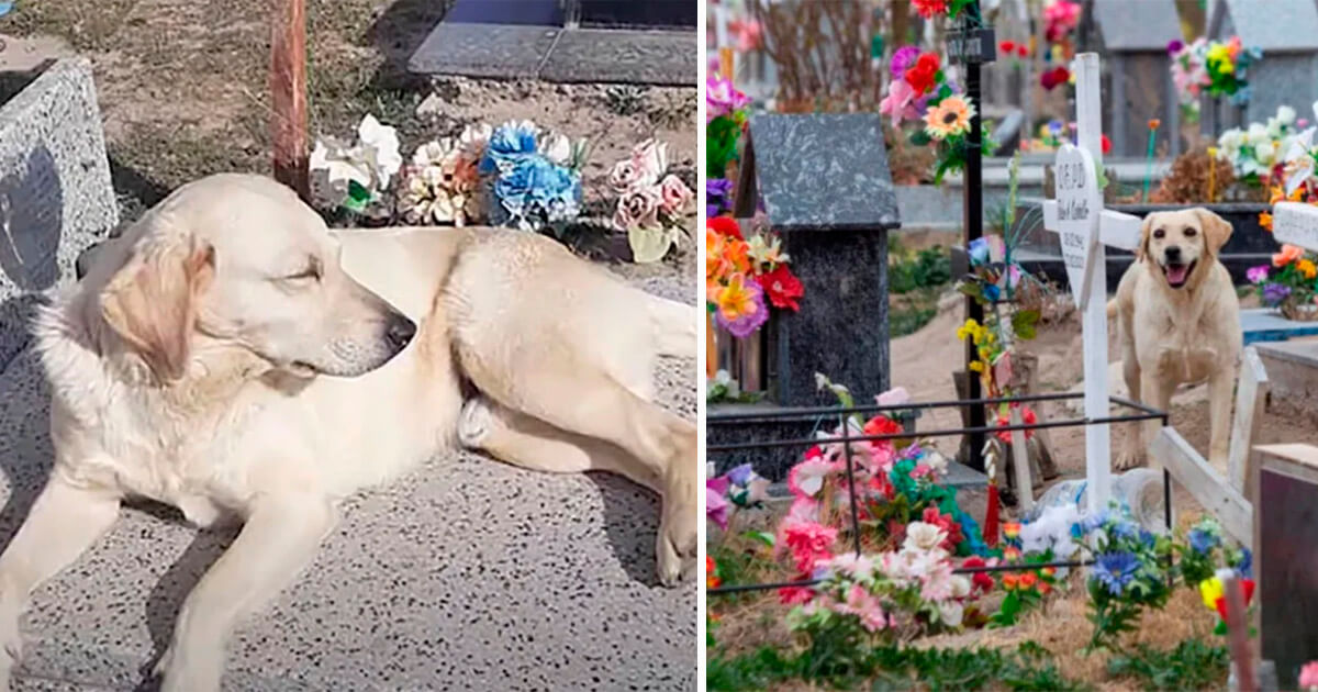 Perro se quedó en cementerio para consolar a la gente tras despedirse de su  dueño - Ibenia