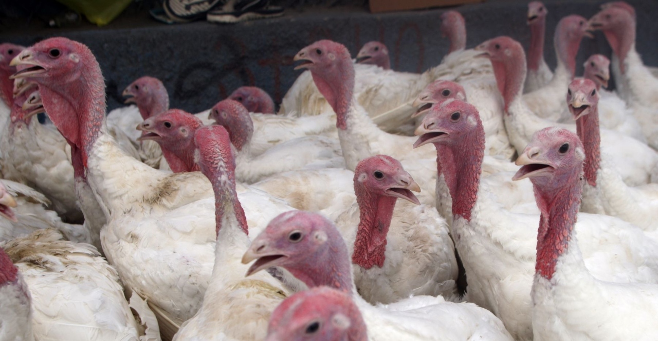 Precio del kilo de pavo llega a S/ 16 a pocas semanas de las fiestas