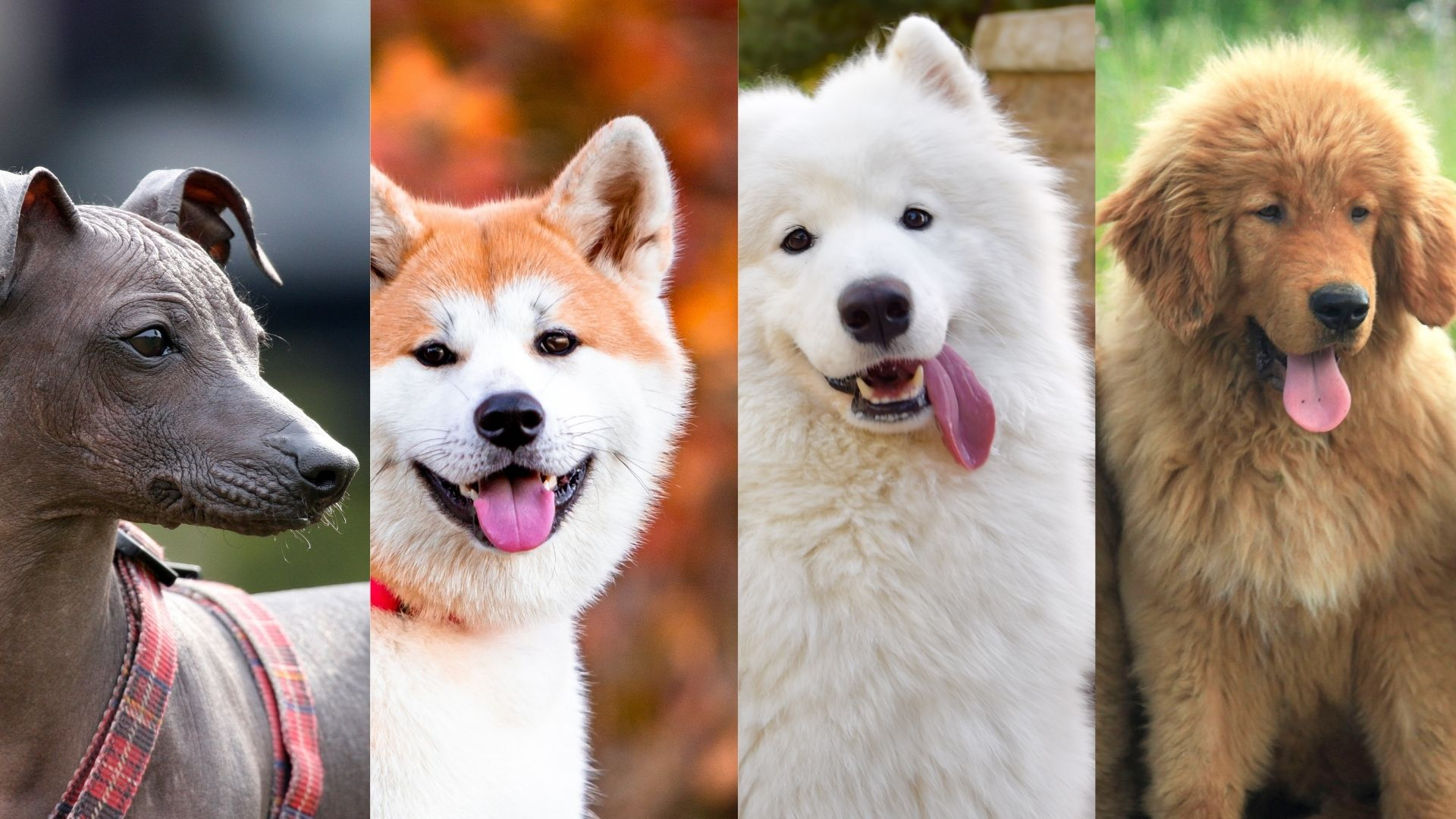 Cuáles son las razas de perros más caras de todo el mundo?