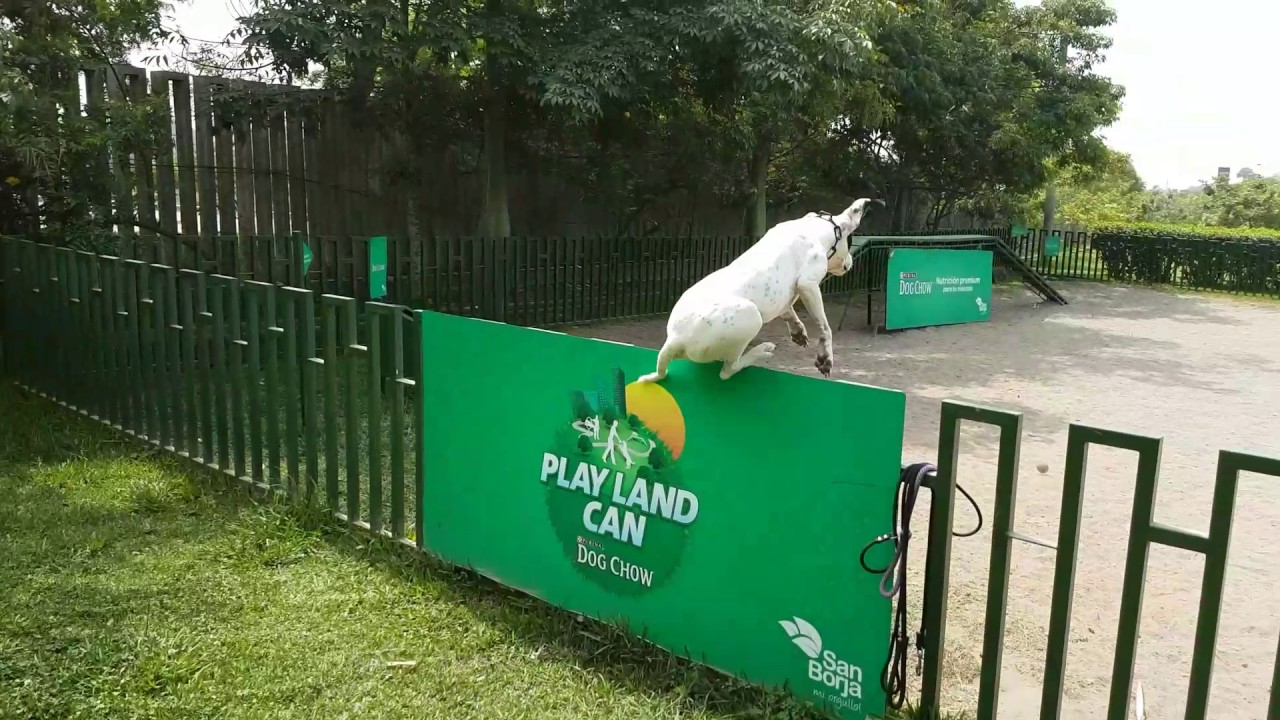 El parque para perros 🐶 MÁS grande del Perú 🇵🇪 