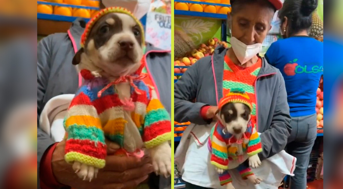 Adulta mayor luce a su perrito con ropita a crochet y cautiva en las redes