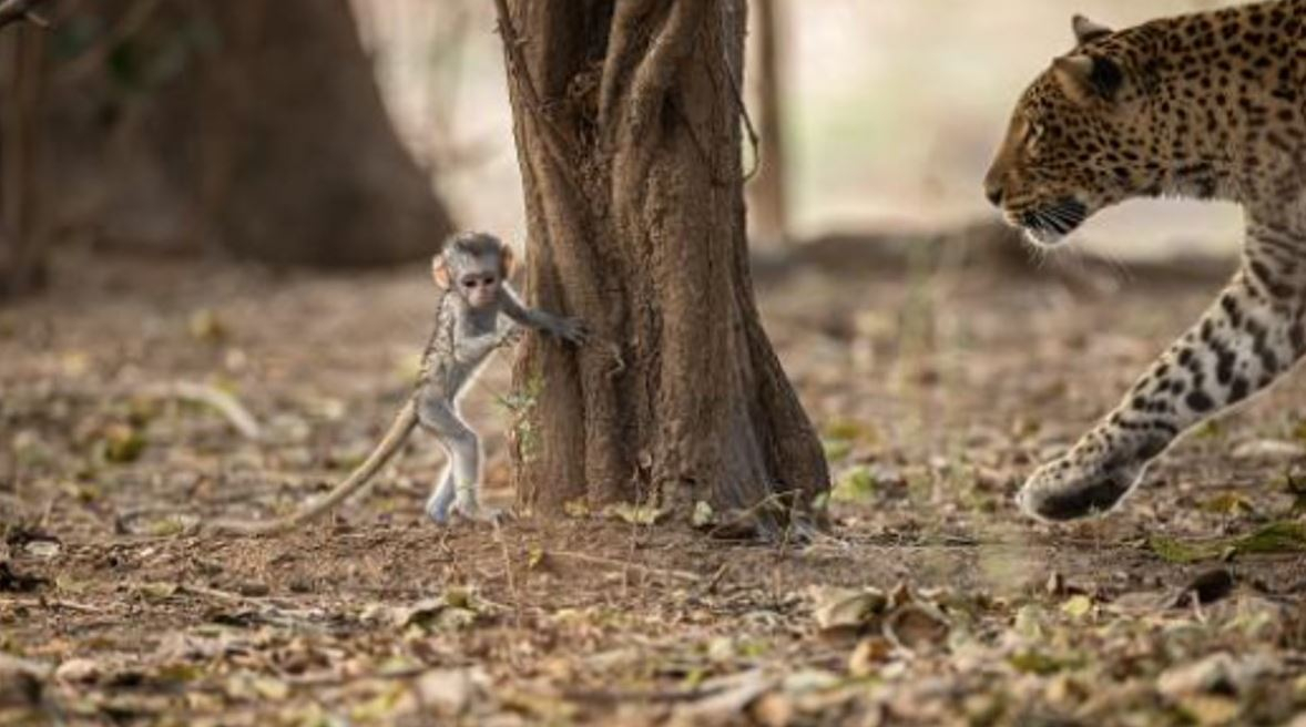 Mono bebé escapando de leopardo
