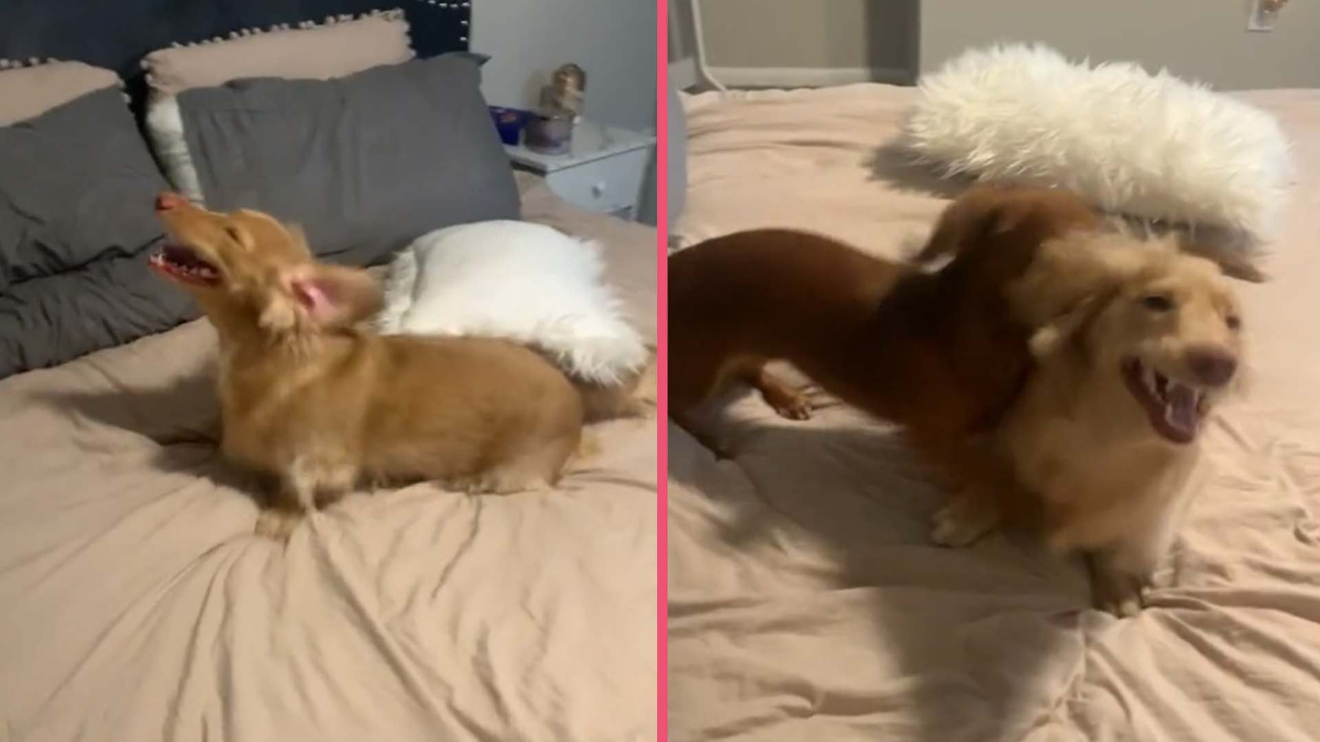 Perrito se vuelve viral y causa risas en TikTok por no dejar de ...