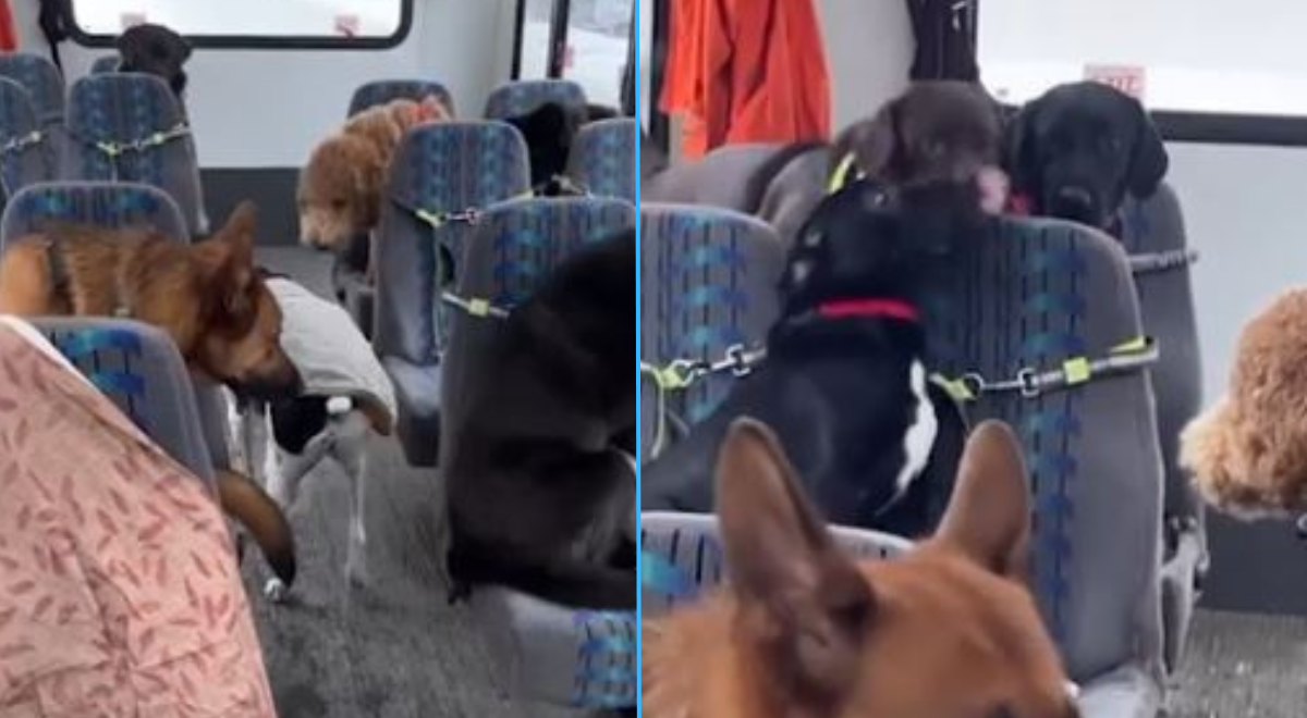 Perrito y su emotiva reacción al subir a bus con otros peludos: "Se ven ...