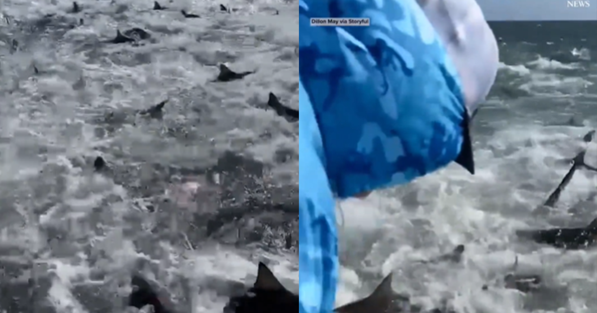 Manada de tiburones rodearon a pescadores y por poco los atacan [VIDEO]