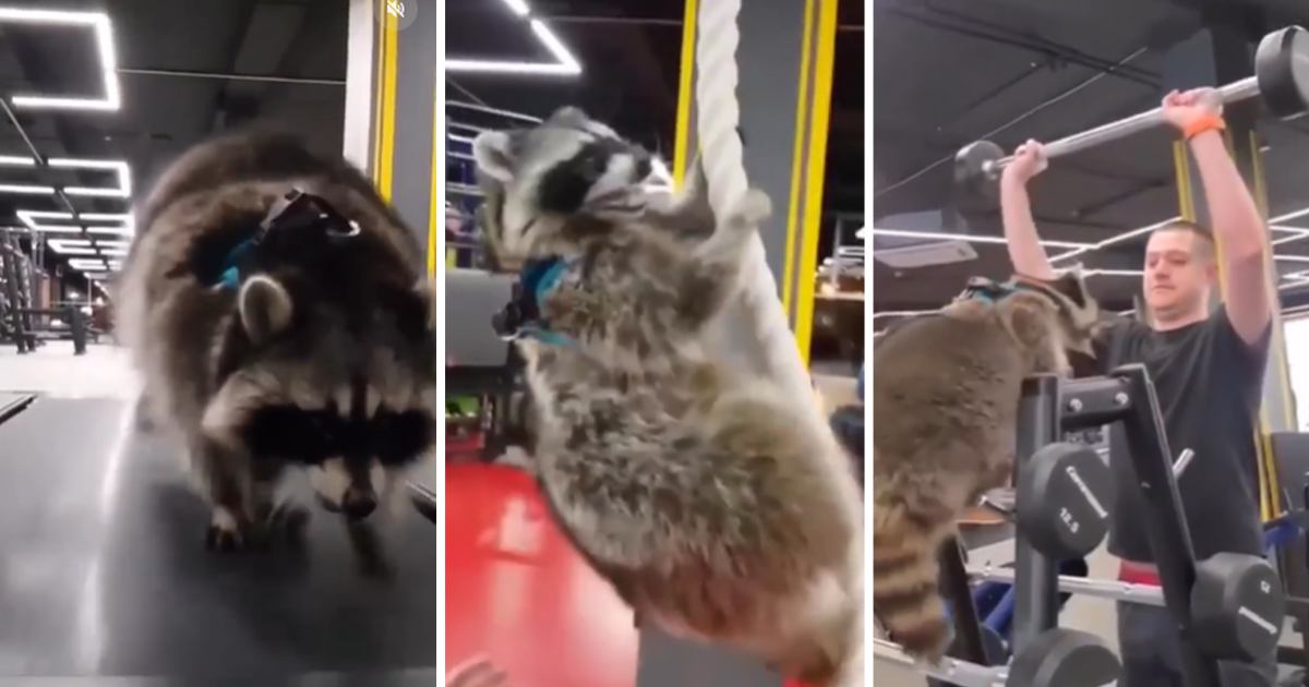 Mapache es sensación en redes por entrenar en gimnasio [VIDEO]