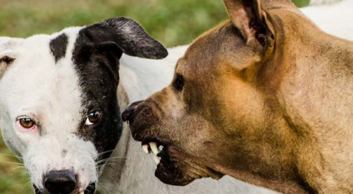 que significa perro en la pelea