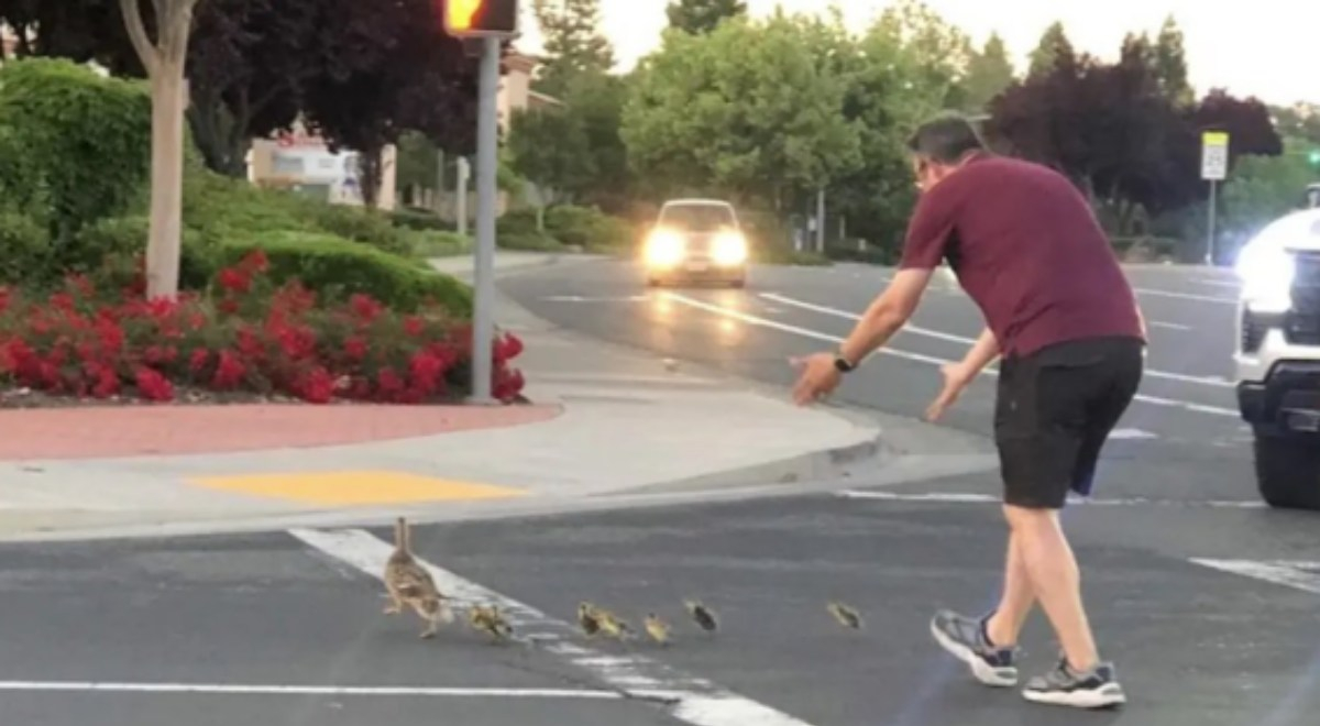 Hombre Baja De Su Auto Para Salvar La Vida De Una Familia De Patos Y ...