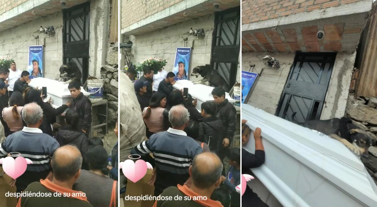 TikTok: perro se despide de su dueño en su funeral y conmueve a usuarios