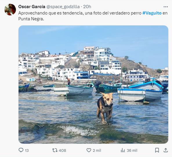 Perro Vaguito en Punta Negra