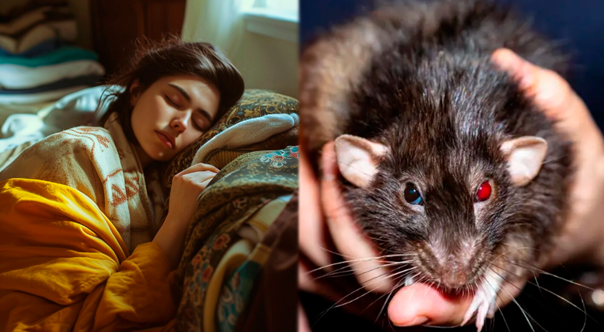 ¿Qué significa soñar con ratas?: el mensaje espiritual y psicológico ...